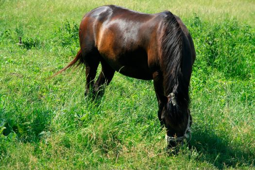 Horse in the Green Meadow on a Blue Sky Background