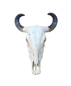 Buffalo skull isolate on white background