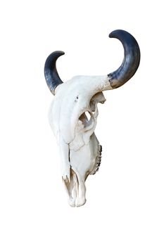 Buffalo skull isolate on white background