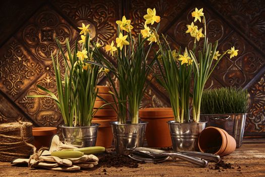 Close-up of potted yellow daffodils in potting shed