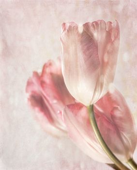 Closeup of pink tulips with vintage feeling