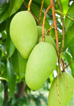 Mango tree with full of fruits