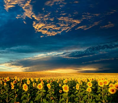 A field of sunflowers under sky with clouds