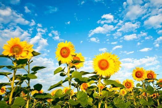 An image of yellow sunflowers under dramatic sky