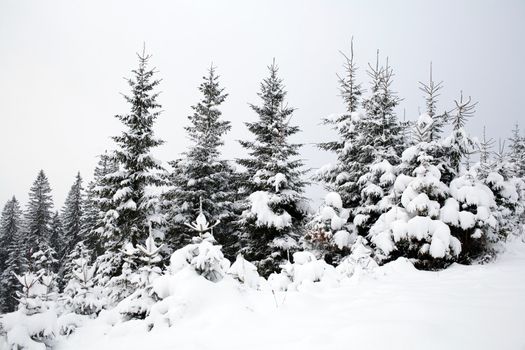An image of a beautiful forest in winter