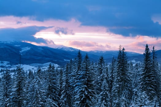 An image of evening mountains and high firtrees covered with snow
