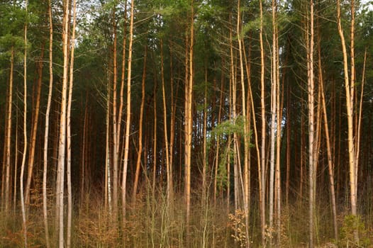 An image of  forest of high pine-trees