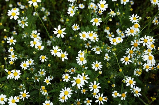 Many small flowers on a green floor