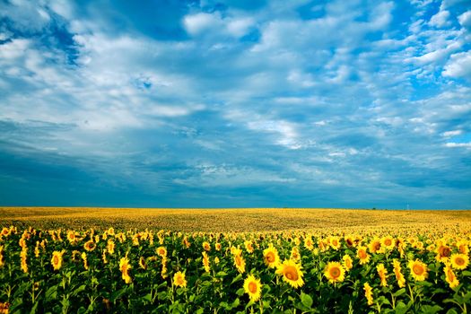 A field of sunflowers, in the south of Ukraine
