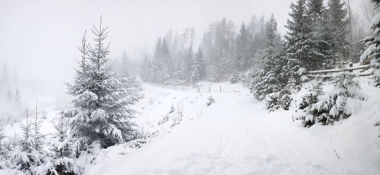 Stock photo: an image of a road in winter forest