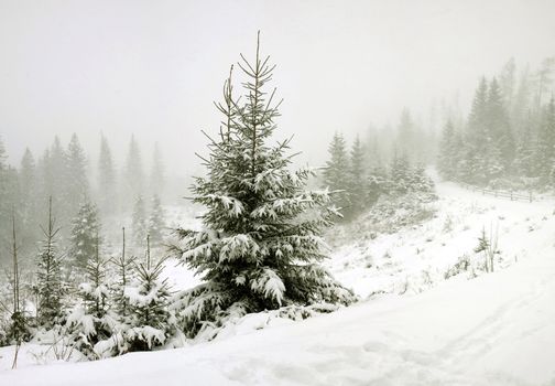 Stock photo: an image of nice fir-trees in winter forest