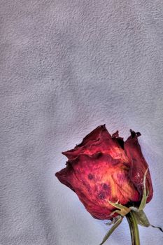 An image of red rose on background of skin