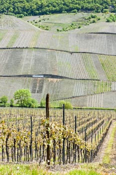 vineyars near Polich, Rhineland-Palatinate, Germany