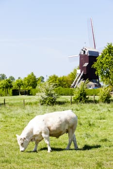 windmill of Boeschepe, Nord-Pas-de-Calais, France