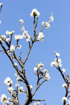 detail of blossom tree