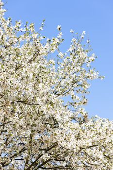 close up of blooming tree