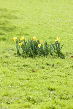 daffodils on lawn