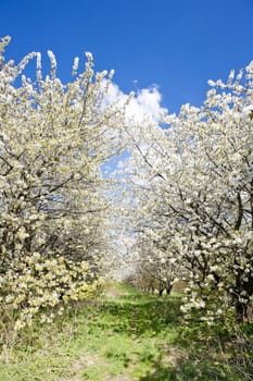 blooming orchard in spring