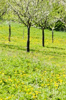 blooming orchard in spring