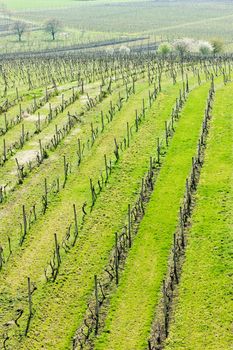 view of vineyard from lookout tower of Kravi hora near Boretice, Czech Republic