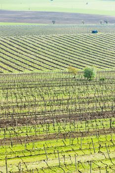 view of vineyards from lookout tower of Kravi hora near Boretice, Czech Republic