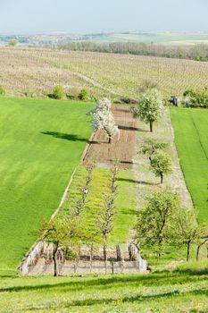 landscape near Vrbice, Czech Republic