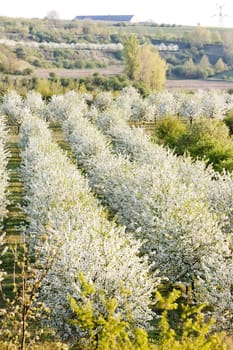 blooming orchard in spring, Czech Republic