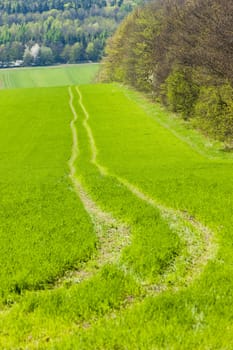 field with a path, Czech Republic