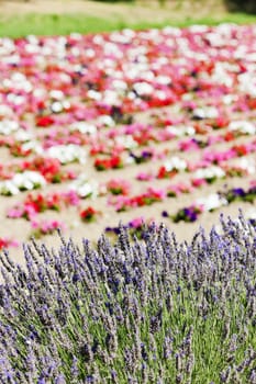 flower field and lavenders, Provence, France