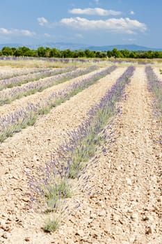 lavender field, Plateau de Valensole, Provence, France