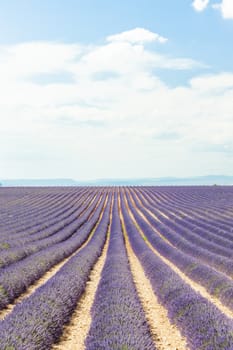 lavender field, Plateau de Valensole, Provence, France