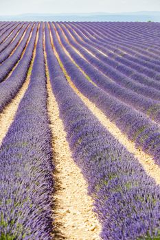 lavender field, Plateau de Valensole, Provence, France