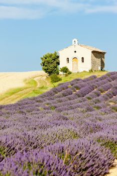 chapel with lavender and grain fields, Plateau de Valensole, Provence, France