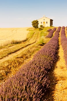 chapel with lavender and grain fields, Plateau de Valensole, Provence, France