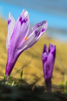 Two crocuses against the sky, selective focus