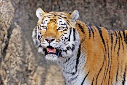 Close-up portrait of a Siberian Tiger standing in the water