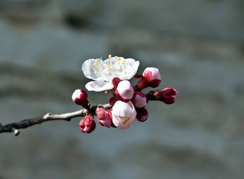 fresh spring flower of apricot is born