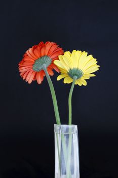 Two gerbera in a vase on black background.