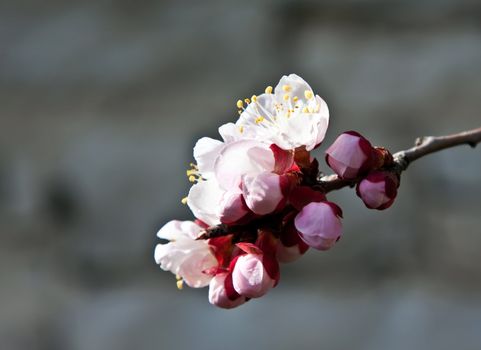 apricot flower - spring is started