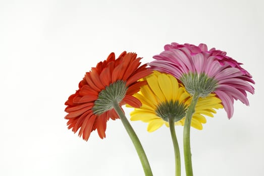 Red, yellow and pink flowers on white background.