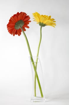 Red and yellow gerberas in a vase on white background.