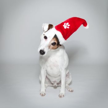 Jack Russell dog sitting on white background with a Christmas hat on his head.