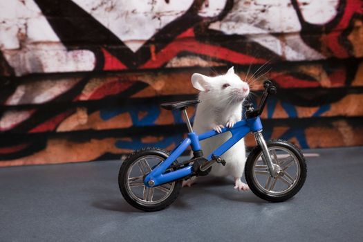 A little white mouse behind a blue miniature bike on the street.