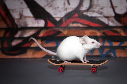 A small white mouse is skateboarding in the street.