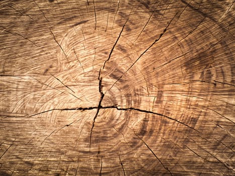 Texture of old brown Cut wood for web background