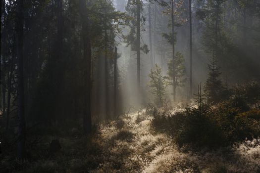 filtered sunlight illuminating the grass from the innermost of the wood