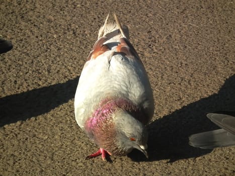 pigeon searchig for food from the people in the park in a spring day