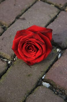 A big single red rose on the pavement  