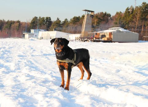  Funny rottweiler standing in winter sunny  landscape