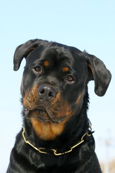 The portrate of rottweiler dog on a blue backgroung